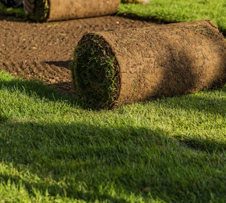 Sod installation near me